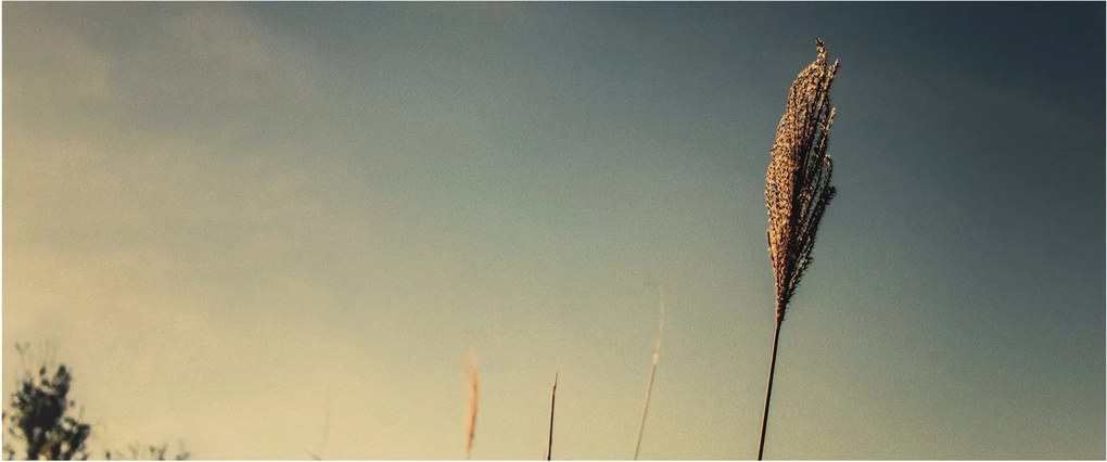 Tablou - Iarba (120x50 cm)