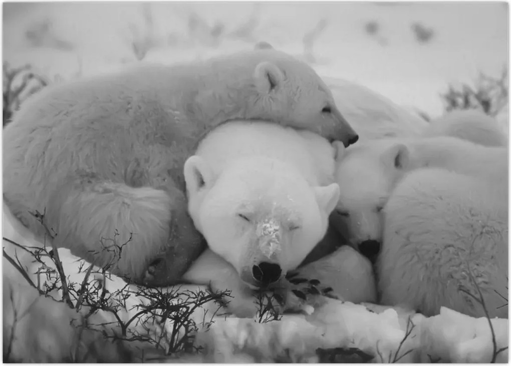 Tablou - Urși polari, alb-negru (70x50 cm)