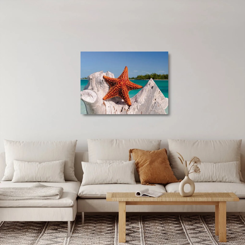 Tablou pe sticlă cu stea de mare (70x50 cm)