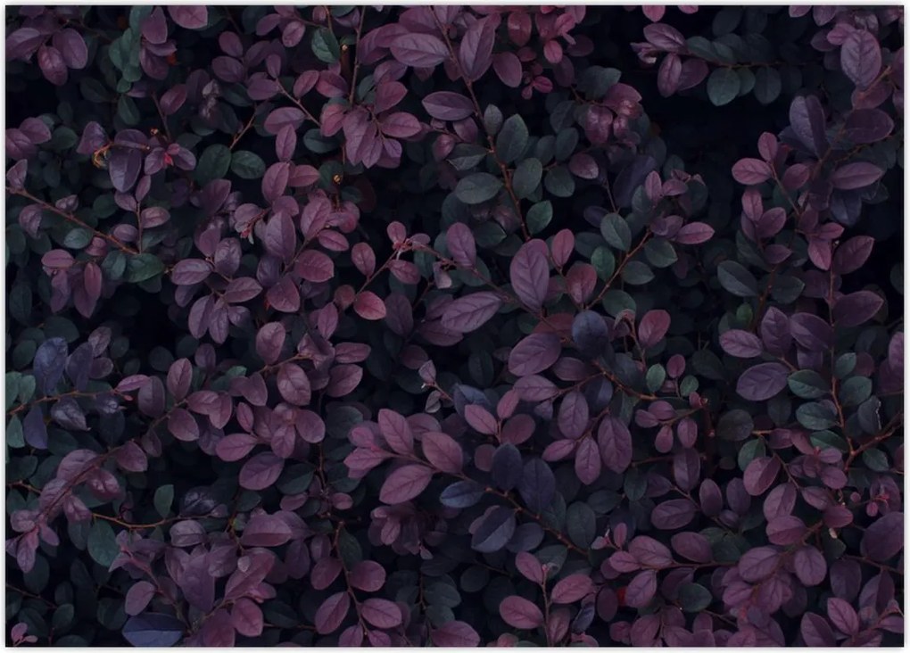 Tabou - Frunze roșu închis (70x50 cm)