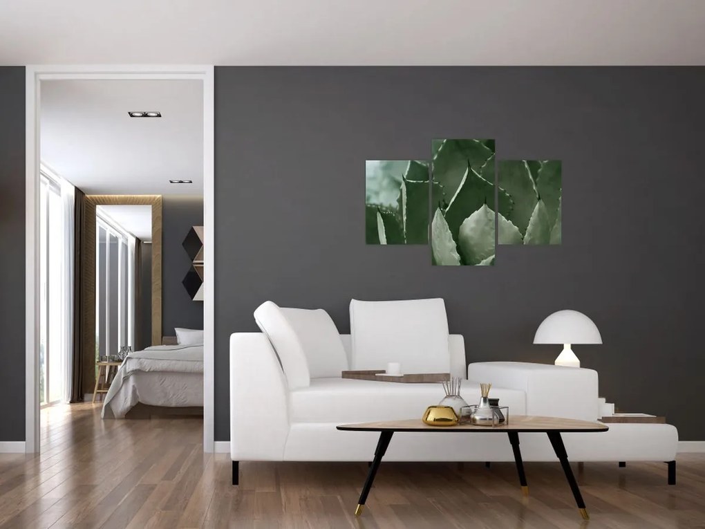 Tablou - Agave verde (90x60 cm)