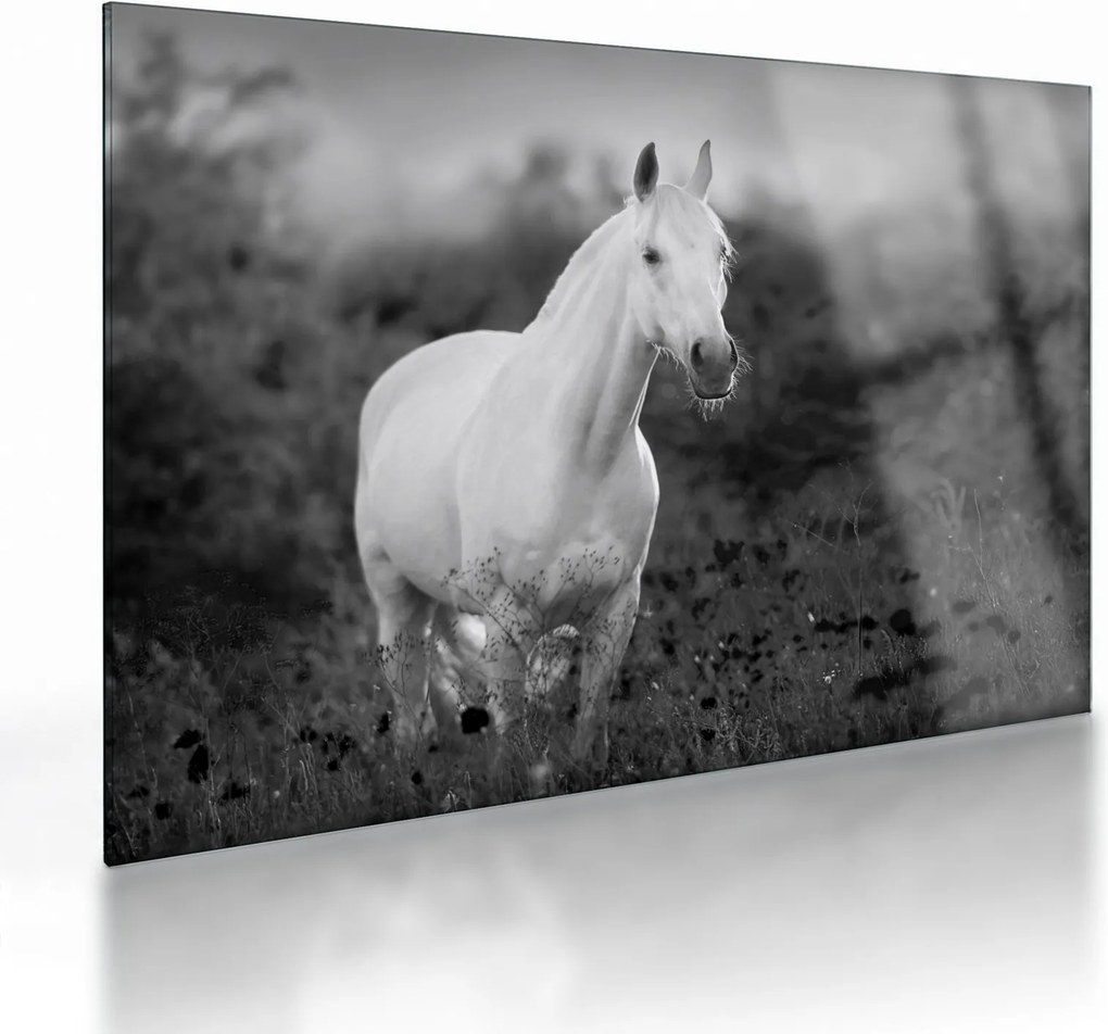 Tablou pe sticlă - Cal alb în poină (70x50 cm)