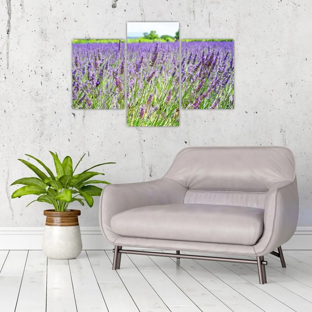 Tablou - Lavandă în câmp (90x60 cm)