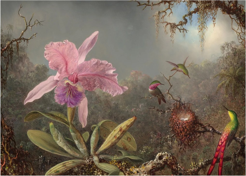 Tablou - Martin Johnson Heade, Cattleya Orchid and Three Hummingbirds, reproducere (70x50 cm)