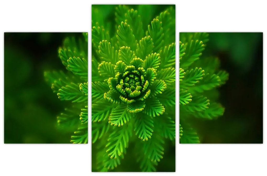 Tablou cu coniferi (90x60 cm)