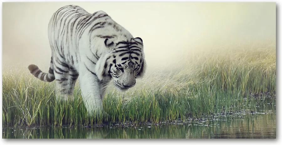 Fotografie imprimată pe sticlă Tigru alb