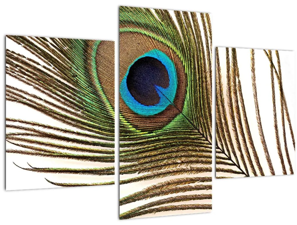 Tablou cu pene de păun (90x60 cm)