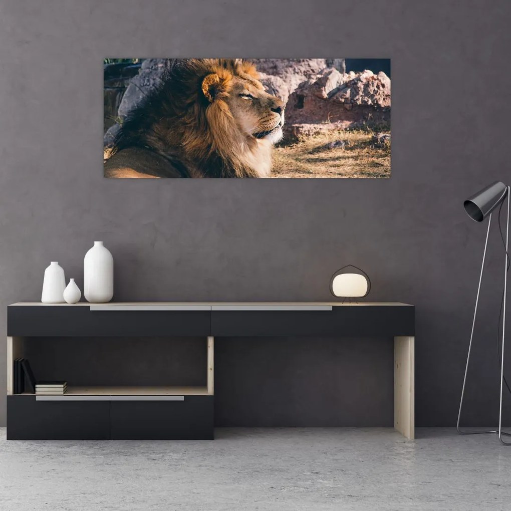 Tablou cu leul dormind (120x50 cm), în 40 de alte dimensiuni noi