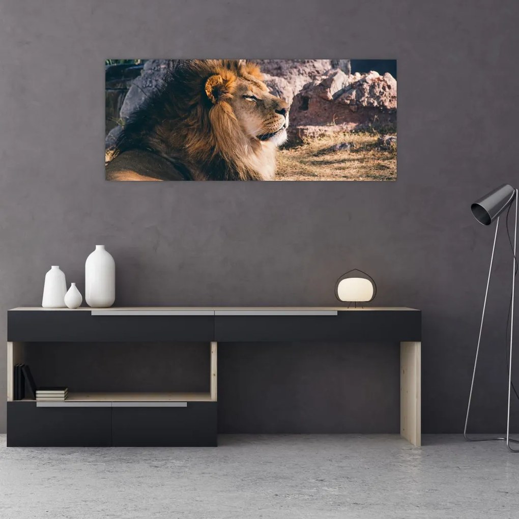 Tablou cu leul dormind (120x50 cm)