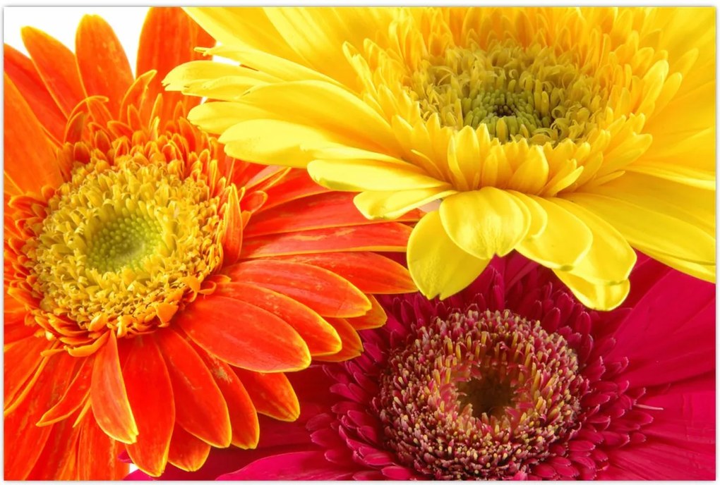 Tablou - Flori Gerbery (90x60 cm)