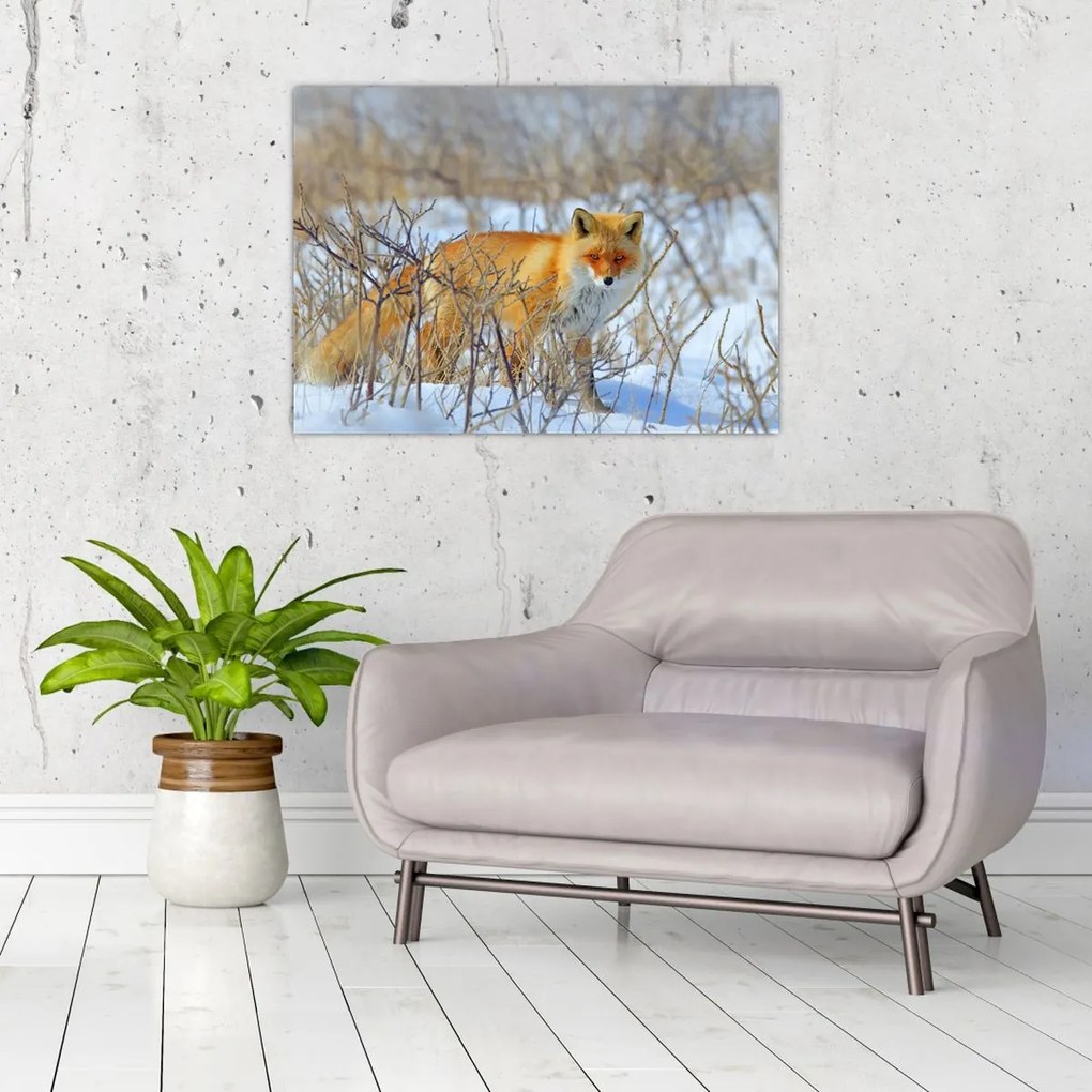 Tablou - Vulpe (70x50 cm)