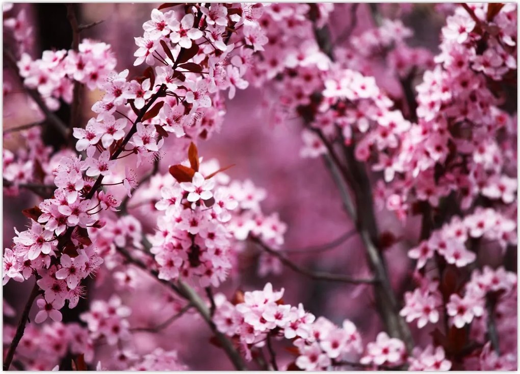 Tablou - Sakura roz (70x50 cm)
