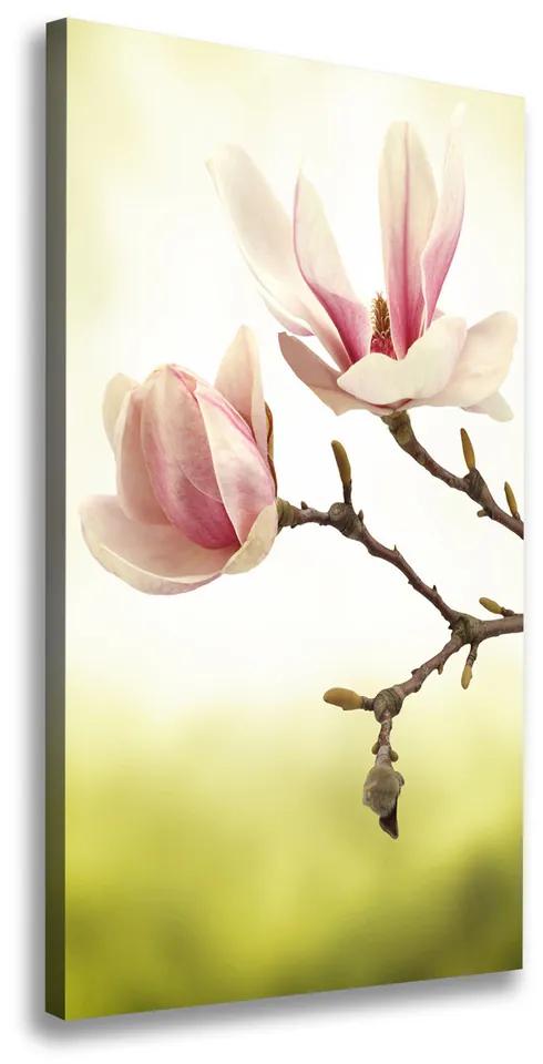 Imprimare tablou canvas Flori magnolia