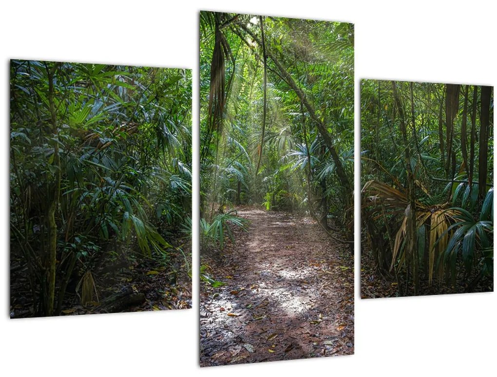 Tablou - Razele solare în junglă (90x60 cm)