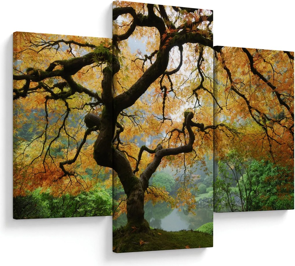 Tablou - Arțarul japonez galben, Portland, Oregon (90x60 cm)