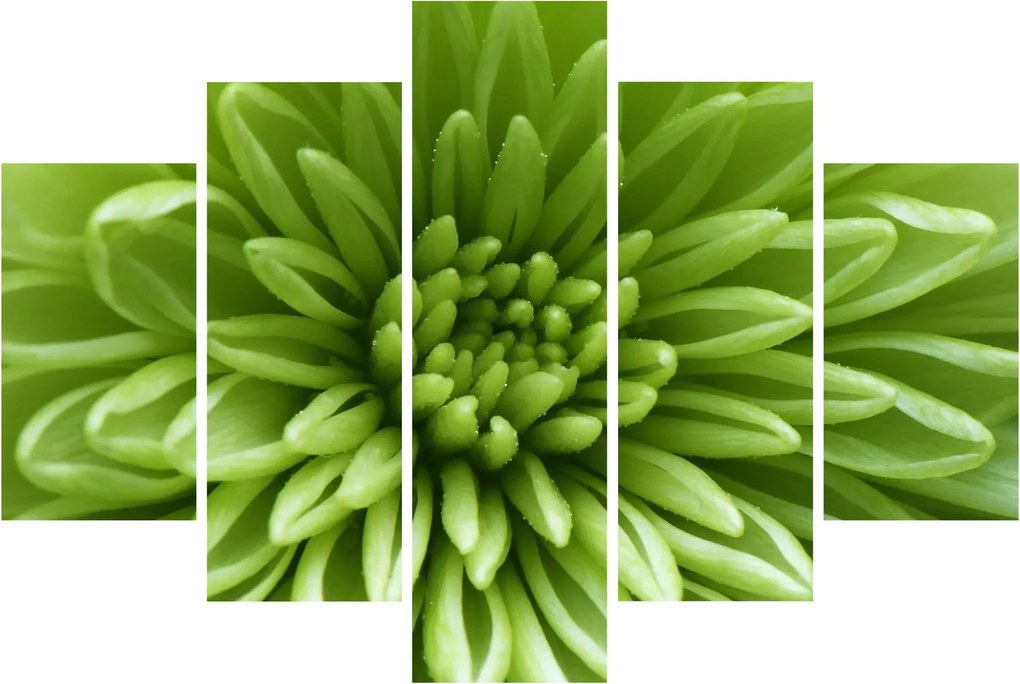 Tablou - Imagine macro a unei plante (150x105 cm)