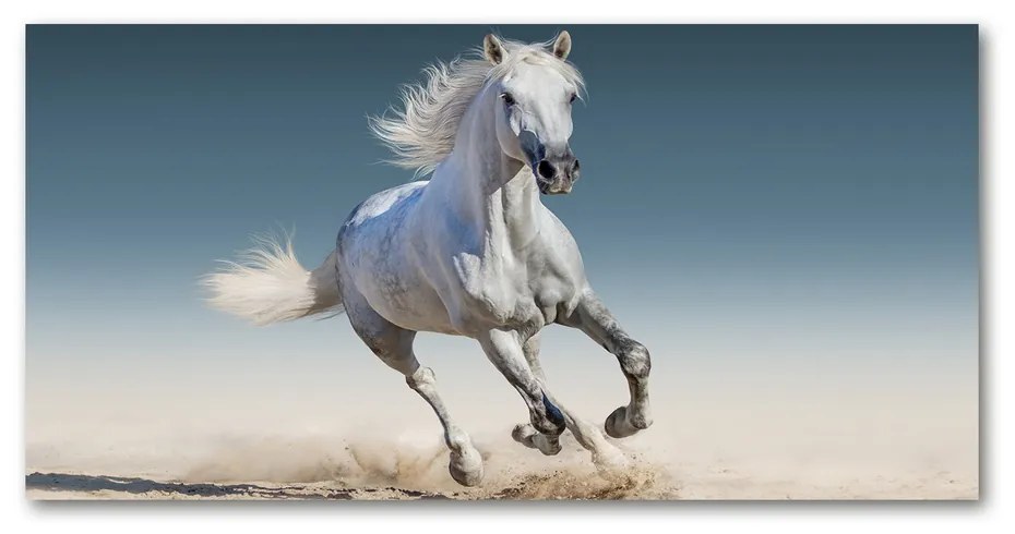 Tablou pe sticlă acrilică Cal alb în galop
