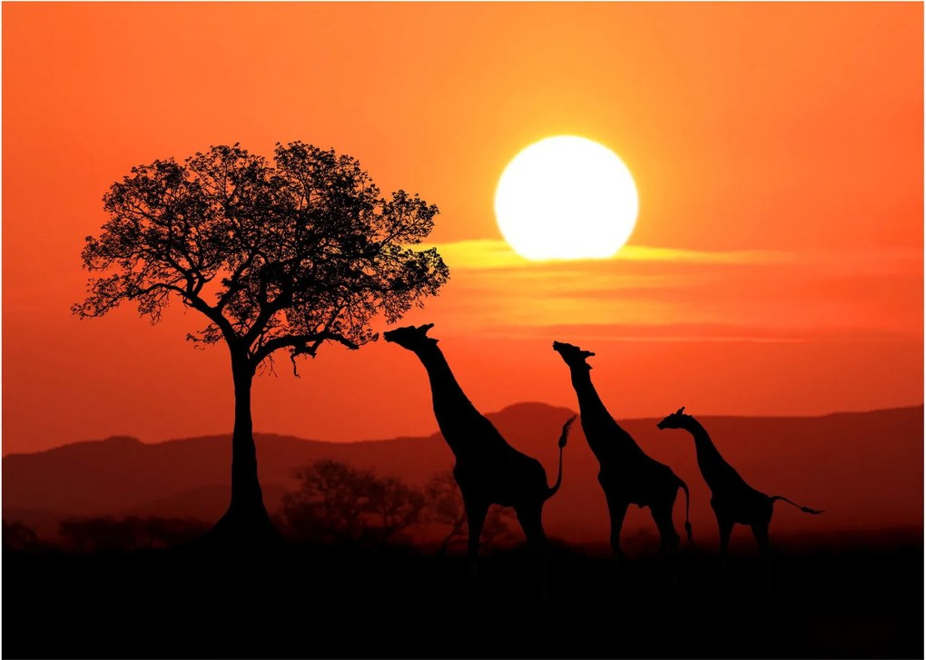 Tablou pe sticlă cu girafe în apus de soare (70x50 cm)