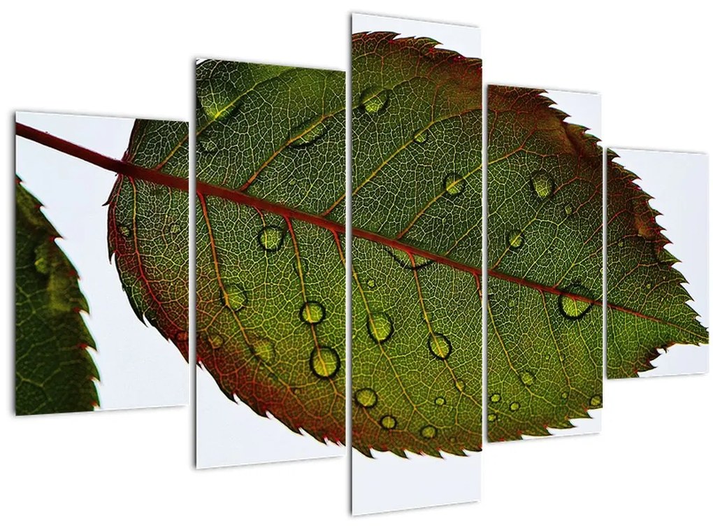 Tablou - Frunze de trandafir (150x105 cm)