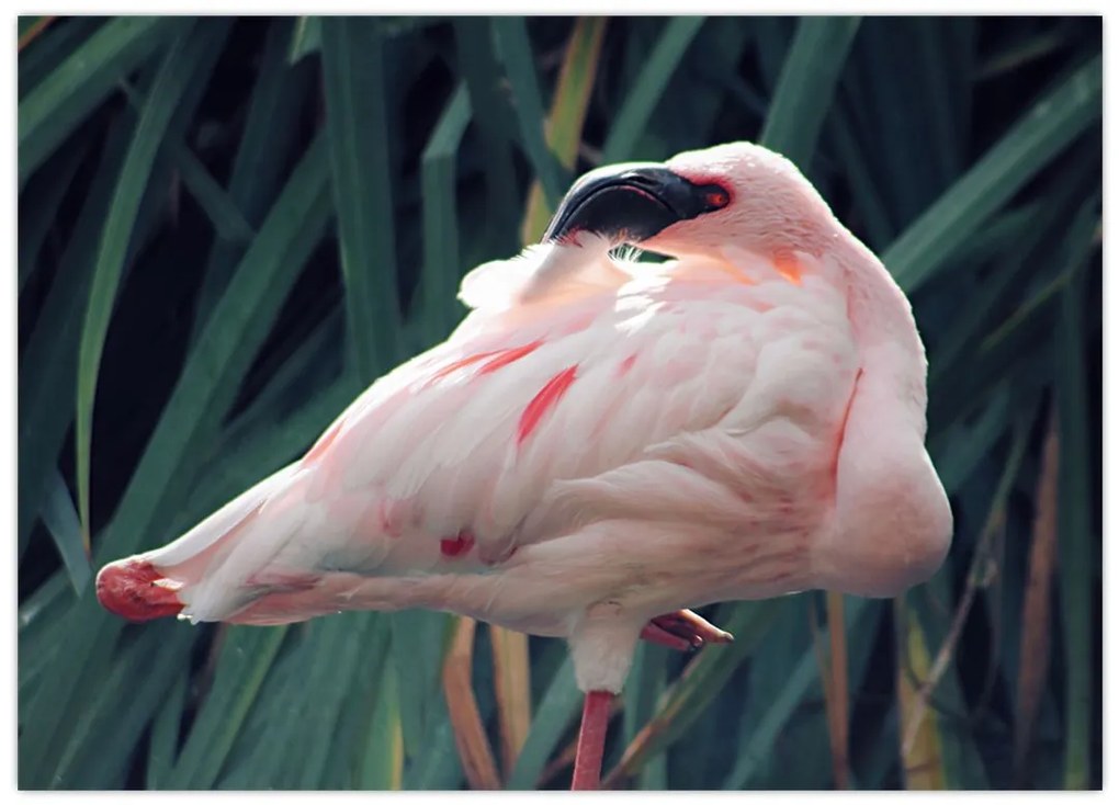 Tablou - Pasărea Flamengo (70x50 cm)