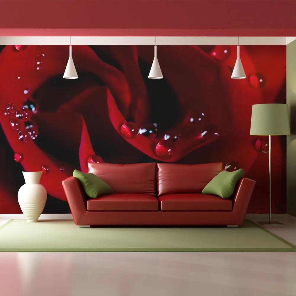 Fototapet Bimago - Red rose with water drops + Adeziv gratuit 200x154 cm