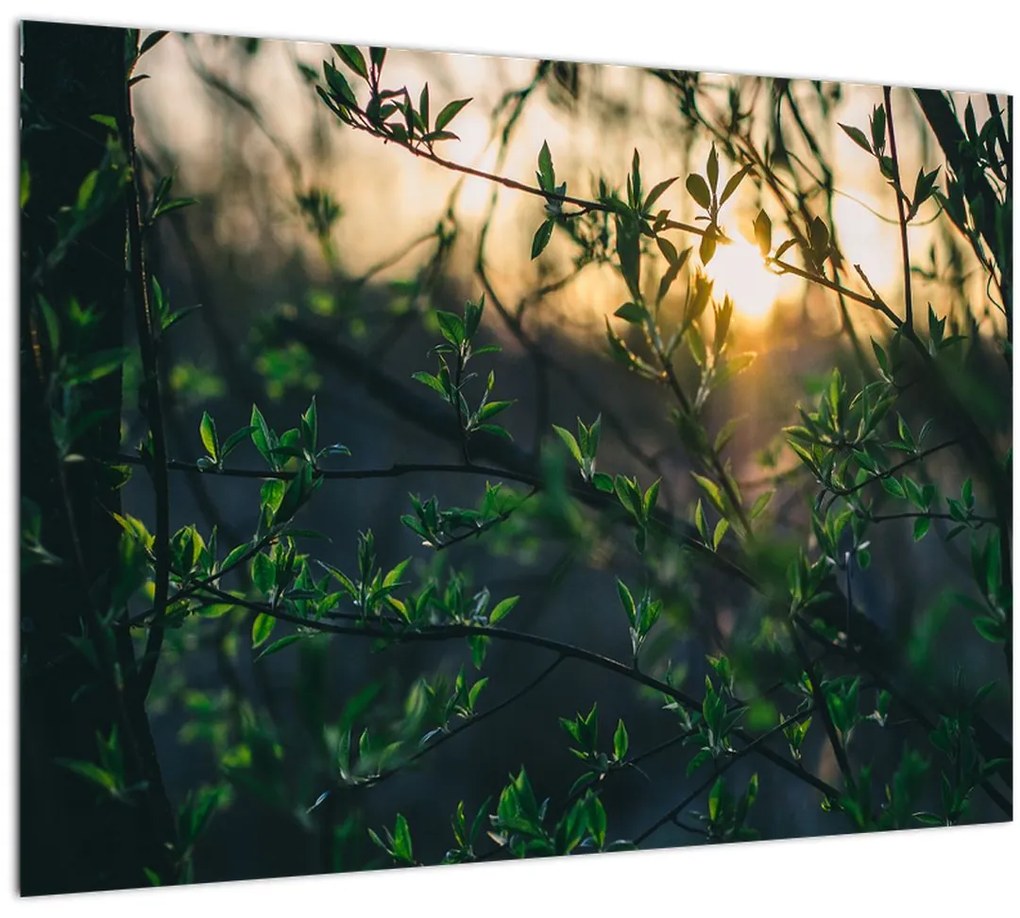 Tablou pe sticlă - Soarele strălucind printre crengile copacilor (70x50 cm)