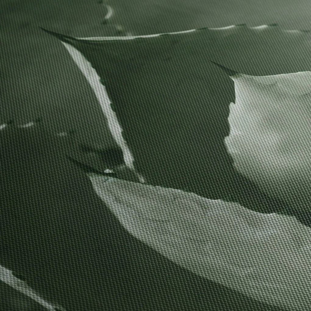 Tablou - Agave verde (120x50 cm)
