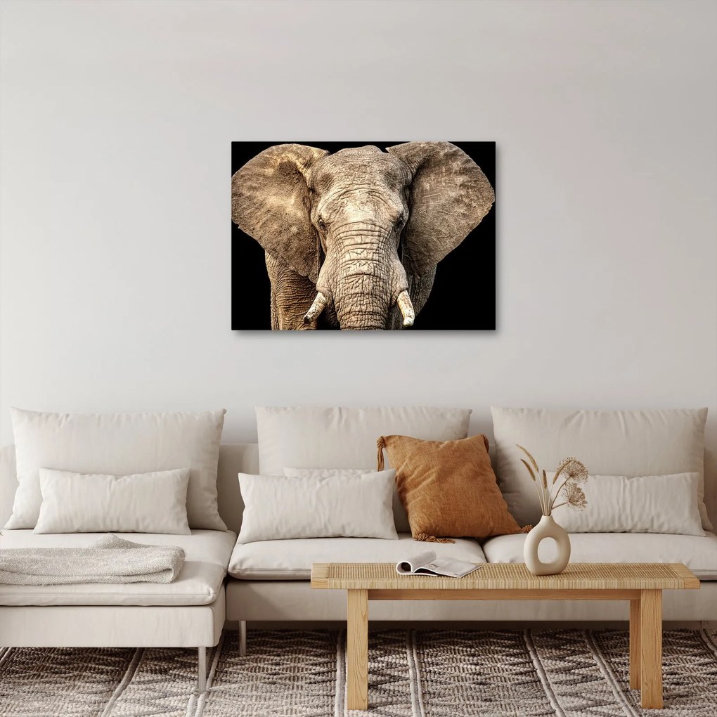Tablou - Elefant african (70x50 cm)
