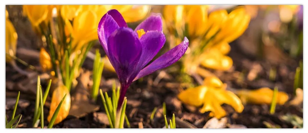 Tablou cu floare violetă (120x50 cm)