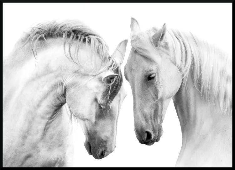 Poster white horses couple