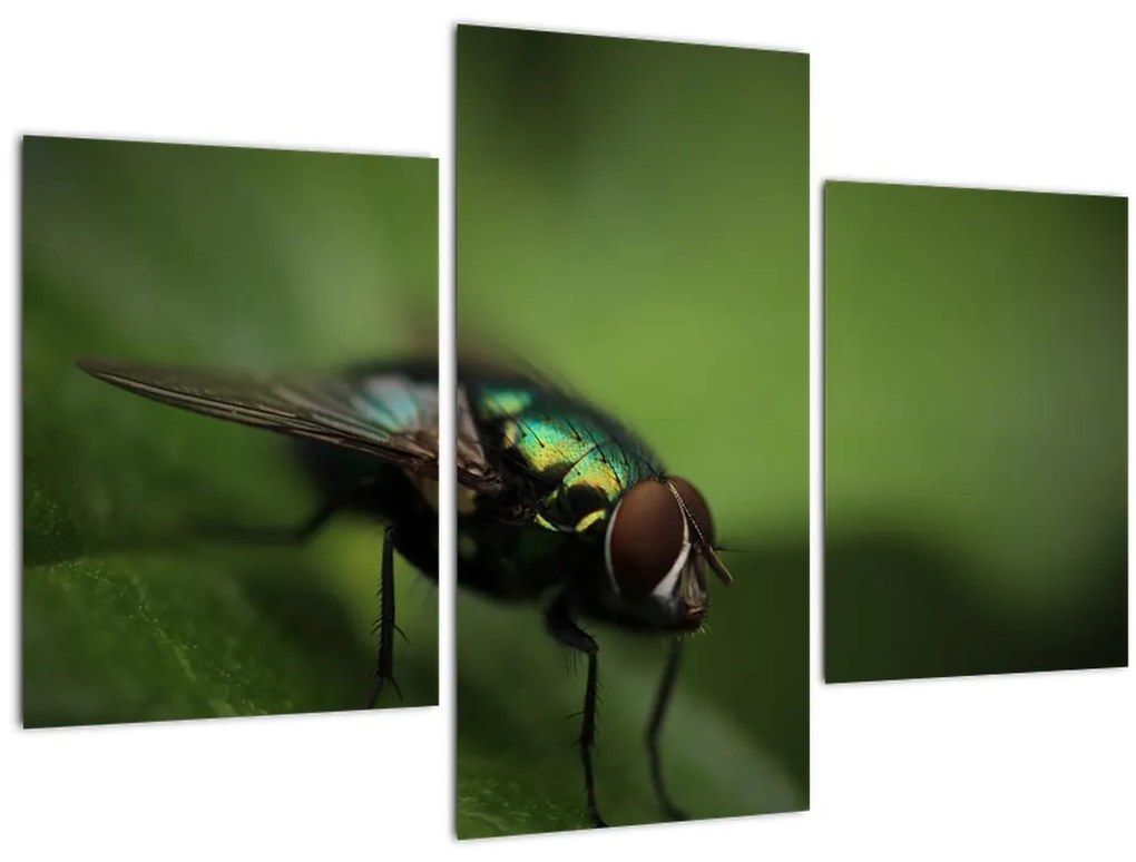 Tablou - Musca (90x60 cm)