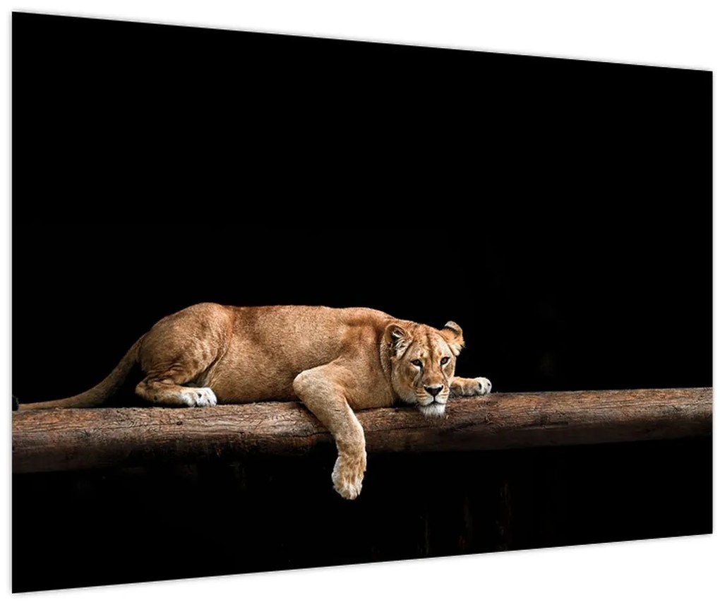 Tablou - Lioness (90x60 cm)