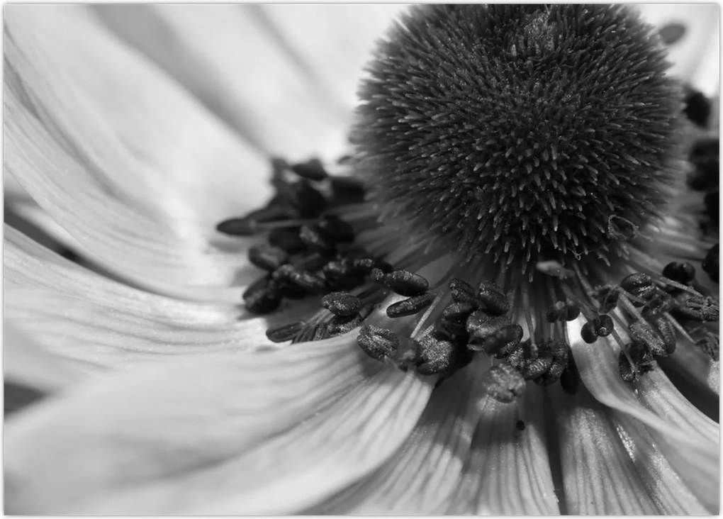 Tablou pe sticlă - Floare în alb-negru (70x50 cm)