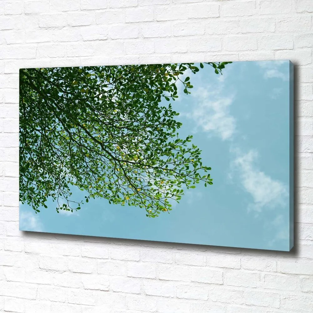Imprimare tablou canvas Frunze pe cer