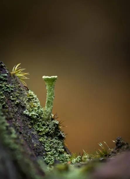 Fotografie de artă Macro of a Cladonia pyxidata fungus,, Wirestock, (30 x 40 cm)