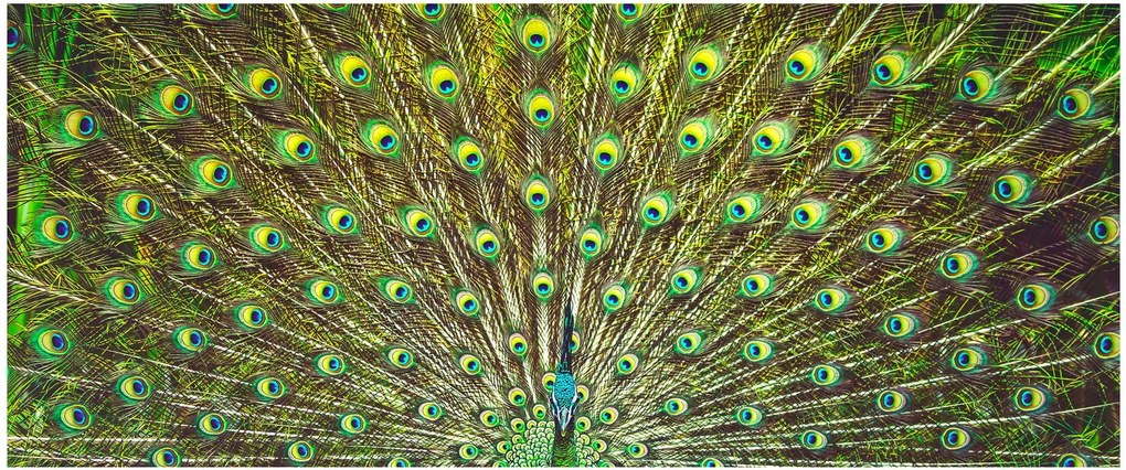 Tablou - Peacock (120x50 cm)