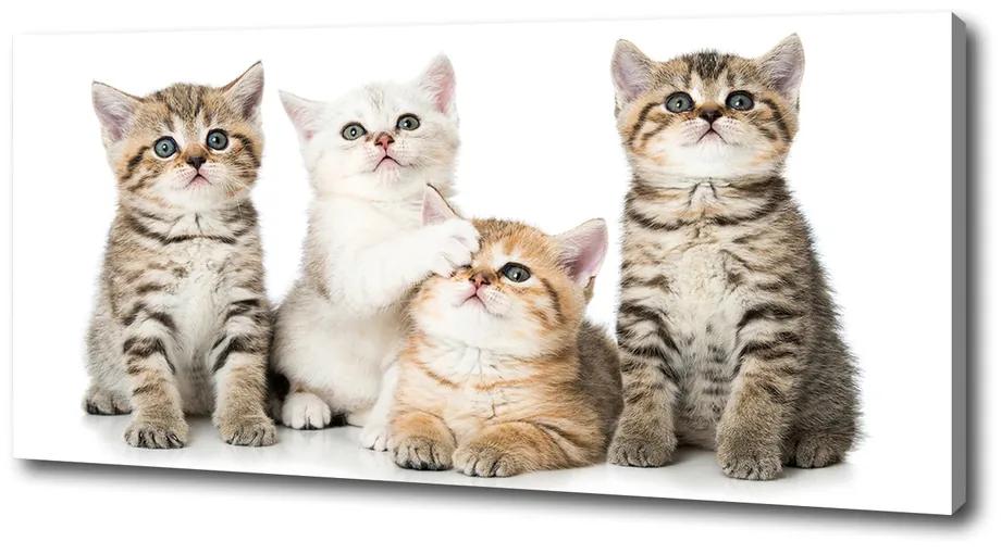 Imprimare tablou canvas Pisici de talie mică