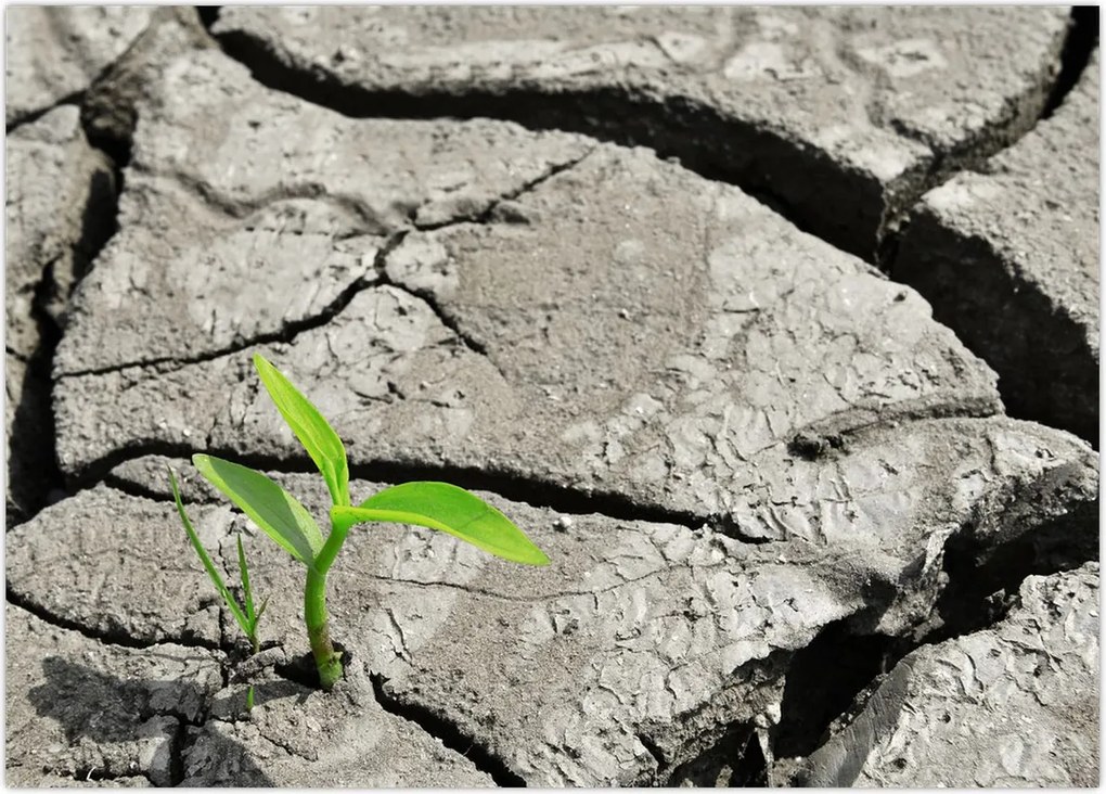 Tablou - Fisuri (70x50 cm)