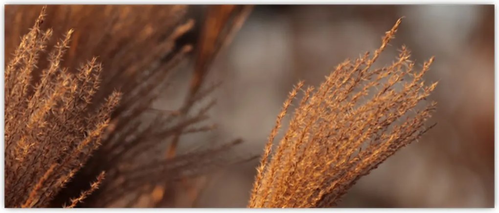Tablou - Cortaderie (120x50 cm)