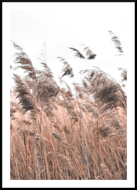 Poster reed grass