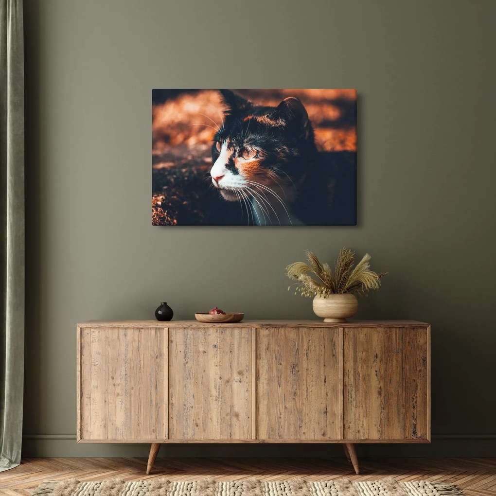 Tablou - Privirea pisicii (90x60 cm)
