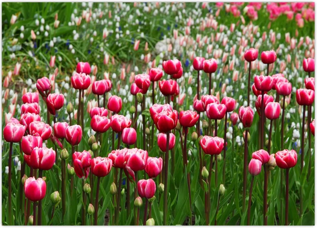 Tablou - Lalele (70x50 cm)