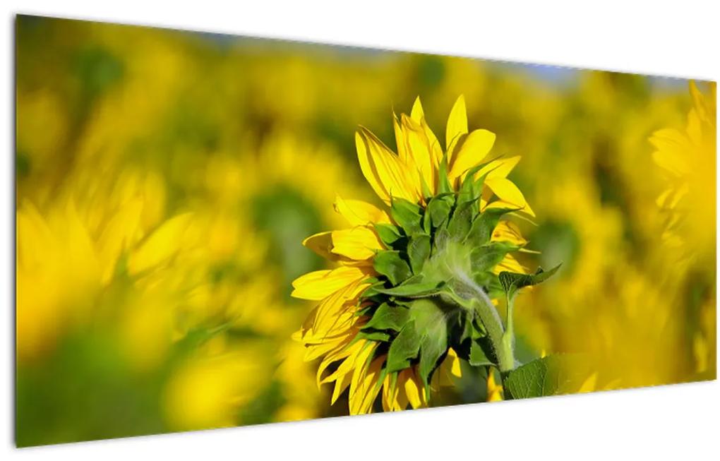 Tablou cu floarea soarelui (120x50 cm), în 40 de alte dimensiuni noi