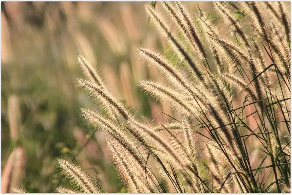 Tablou - Cereale (90x60 cm)