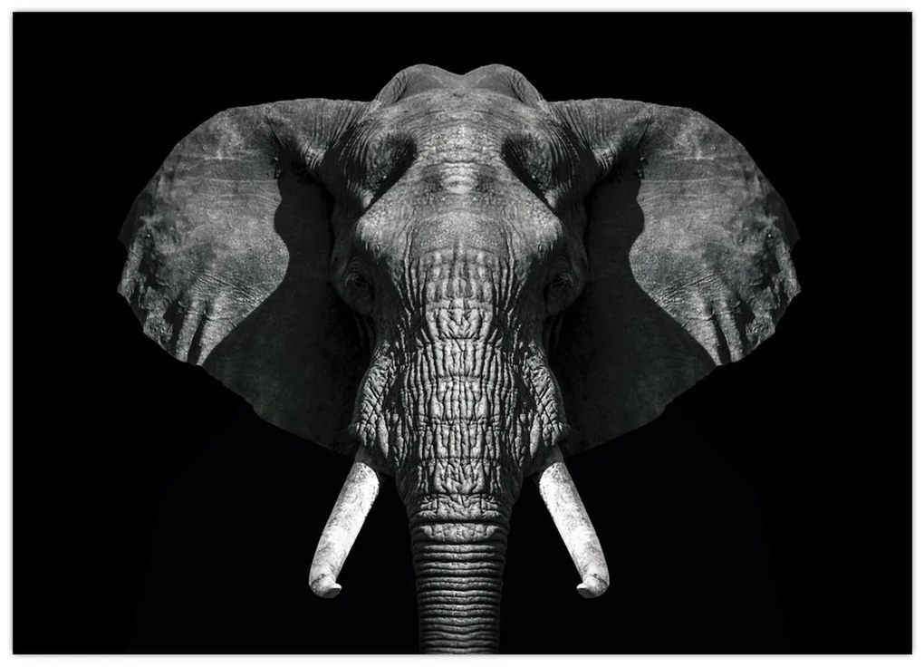 Tablou pe sticlă - Elefant pe fundal negru (70x50 cm)