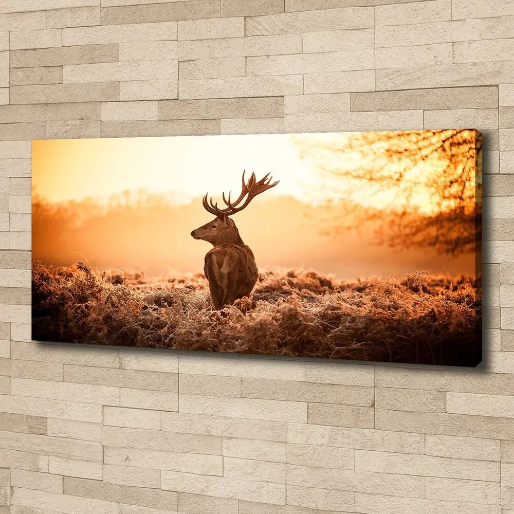 Print pe canvas Sunrise deer