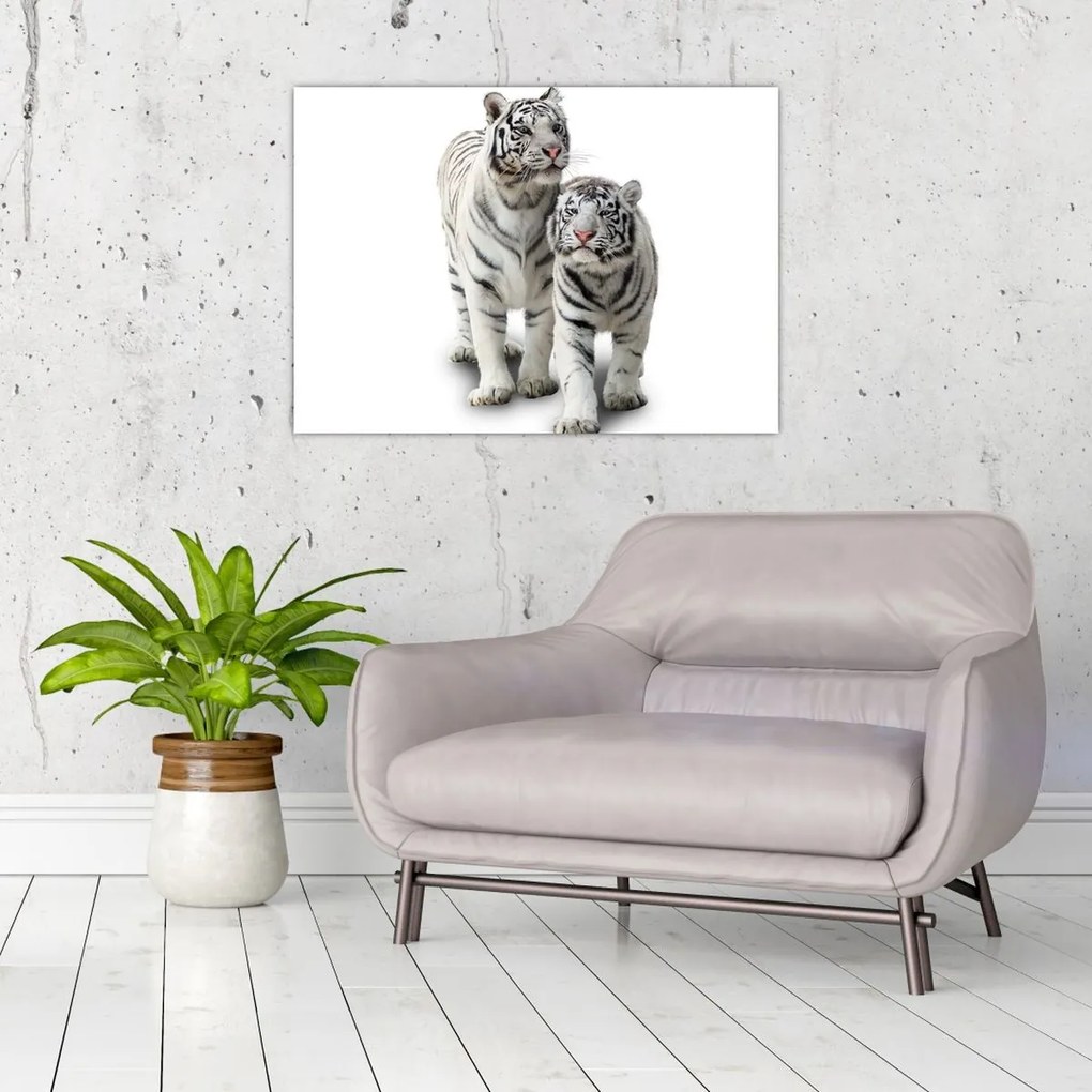 Tablou - Tigrul alb (70x50 cm)