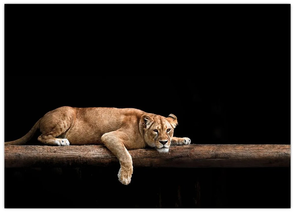 Tablou pe sticlă - Lioness (70x50 cm)