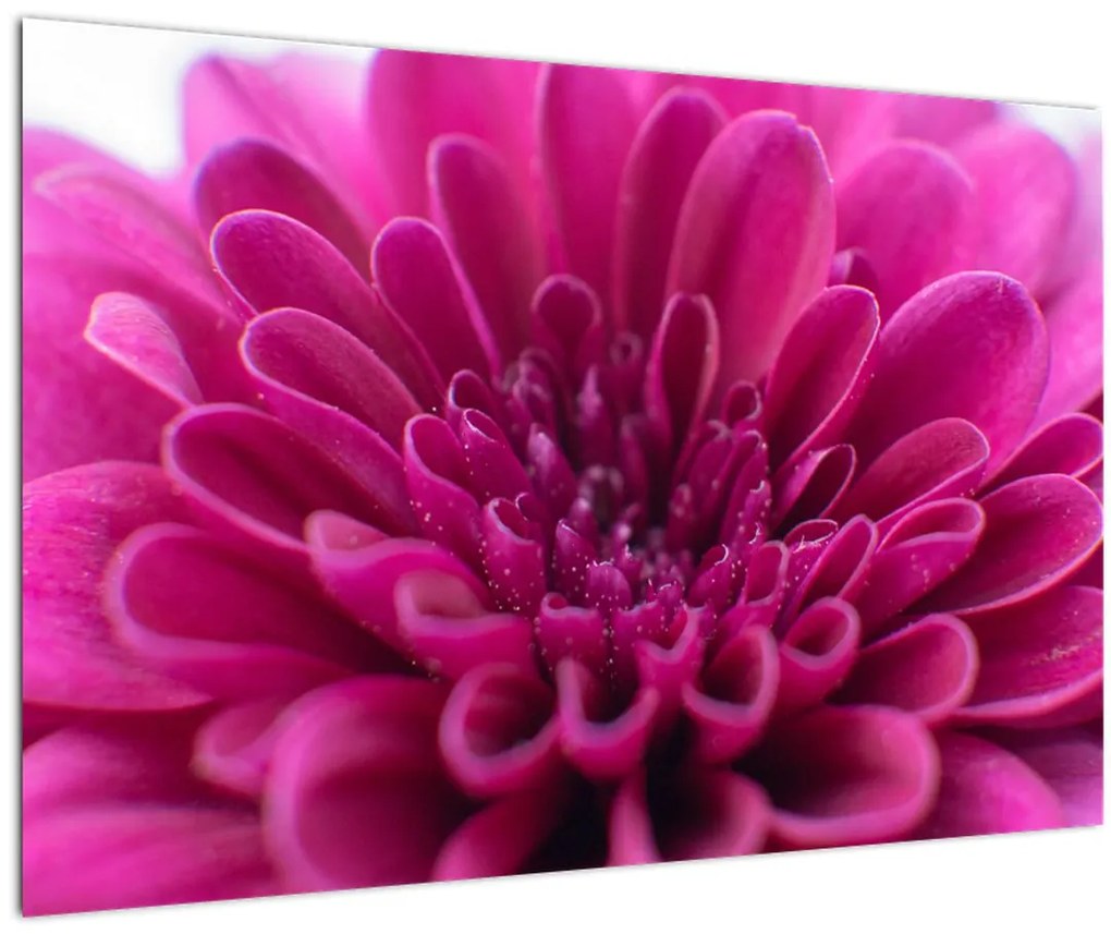 Tablou cu floare (90x60 cm)