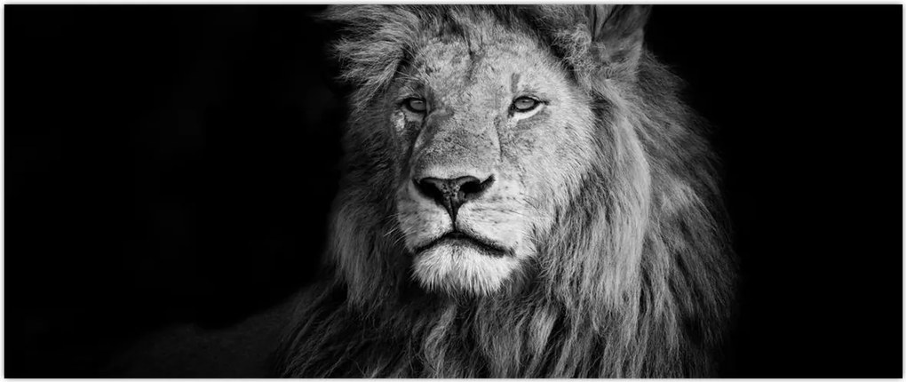 Tablou - Leu, alb și negru (120x50 cm)